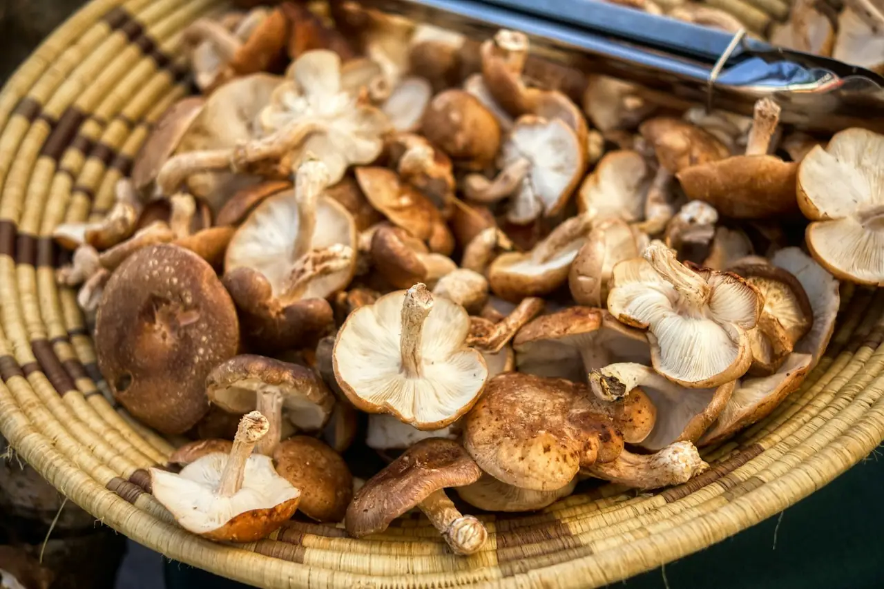 Exotic Mushrooms