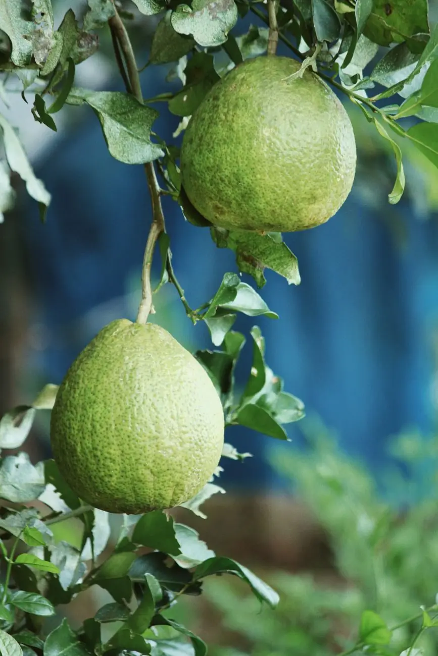 Pomelo